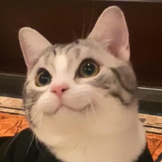 小猫咪没起名