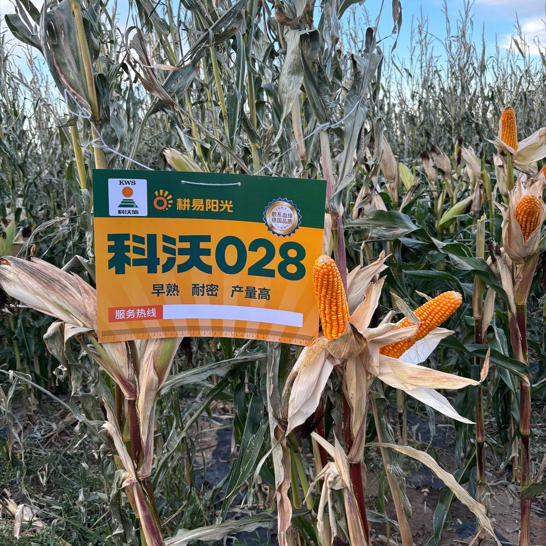 小李🌽