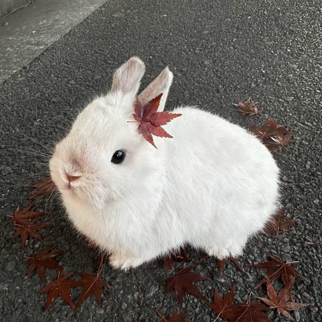 呆胶布