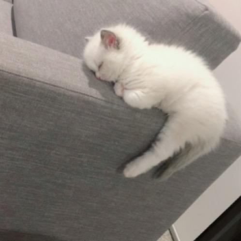 旺旺冰冰碎