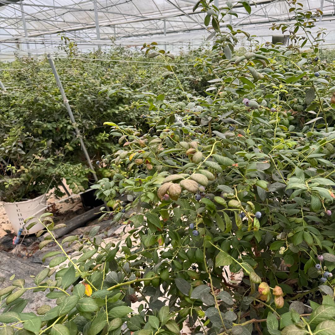小矮人12836