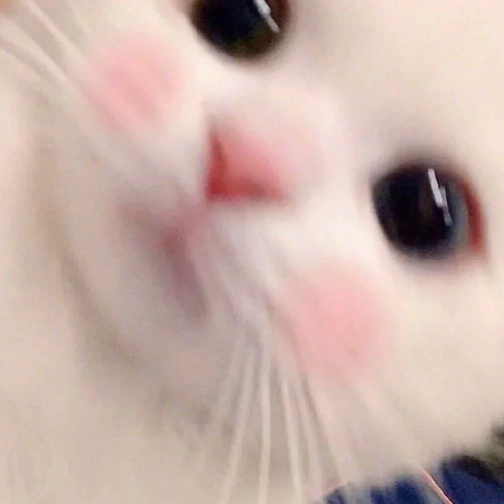 一只小孙鼠