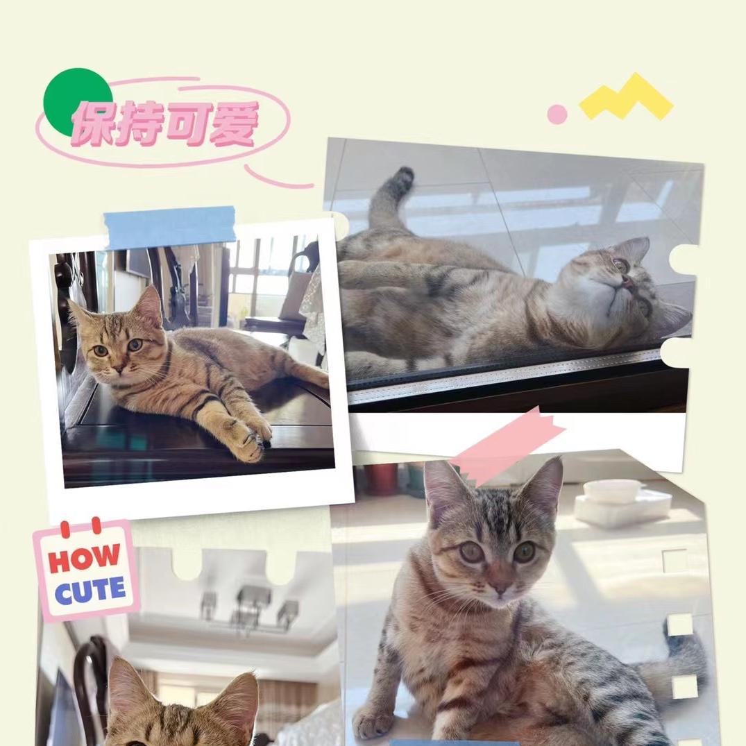 杨霞