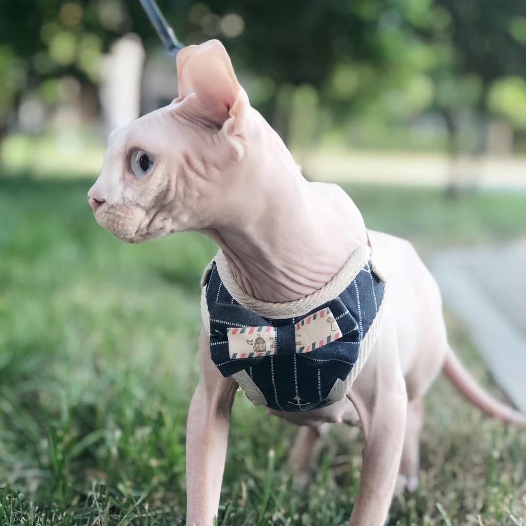 吕女士的无毛猫