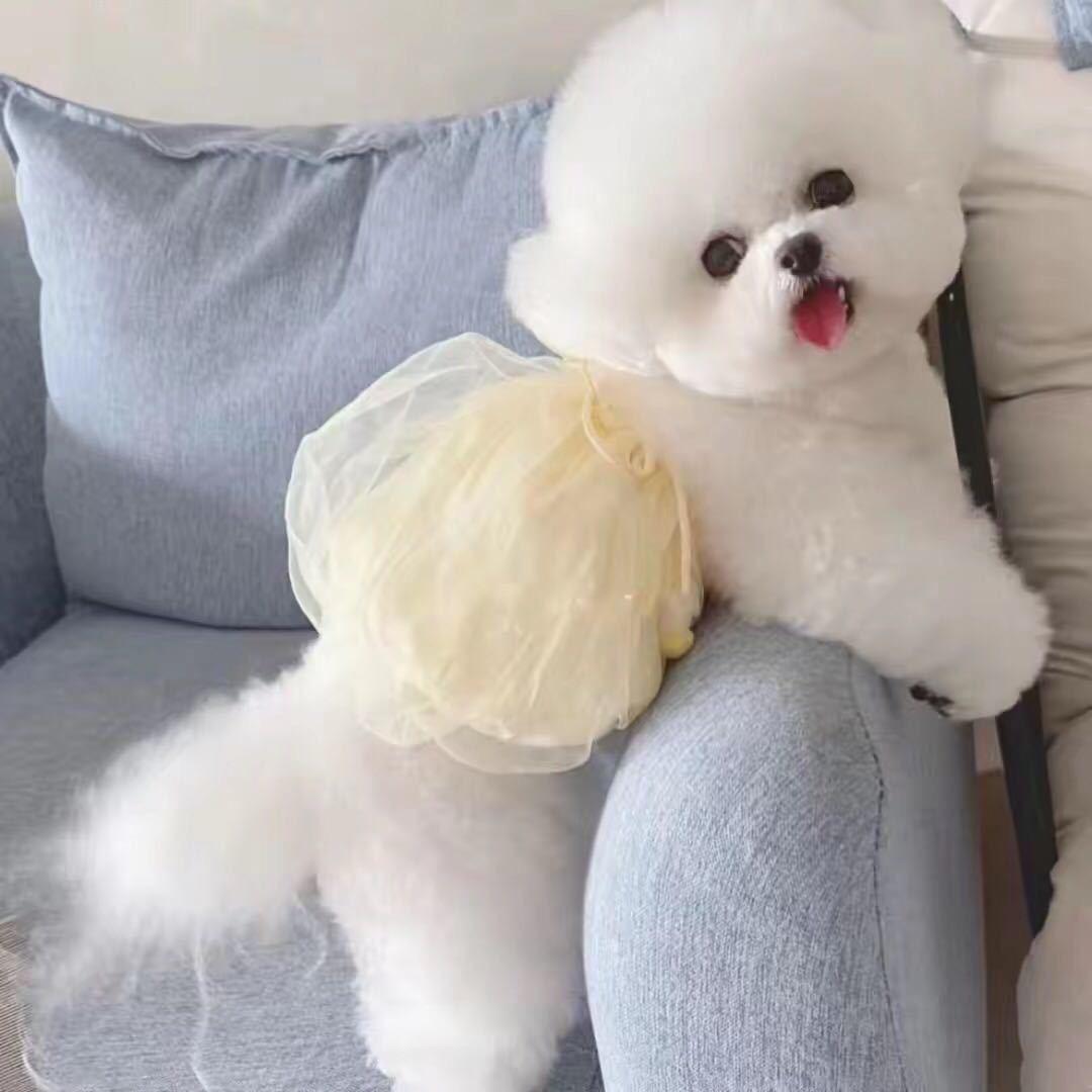 杭州奈斯家韩系比熊泰迪熊🧸