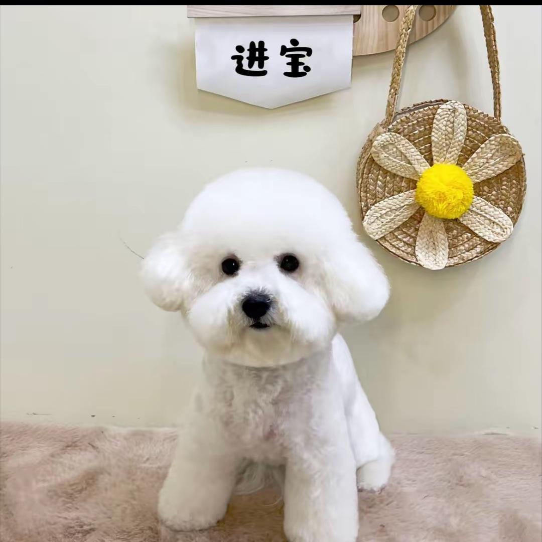 小体比熊