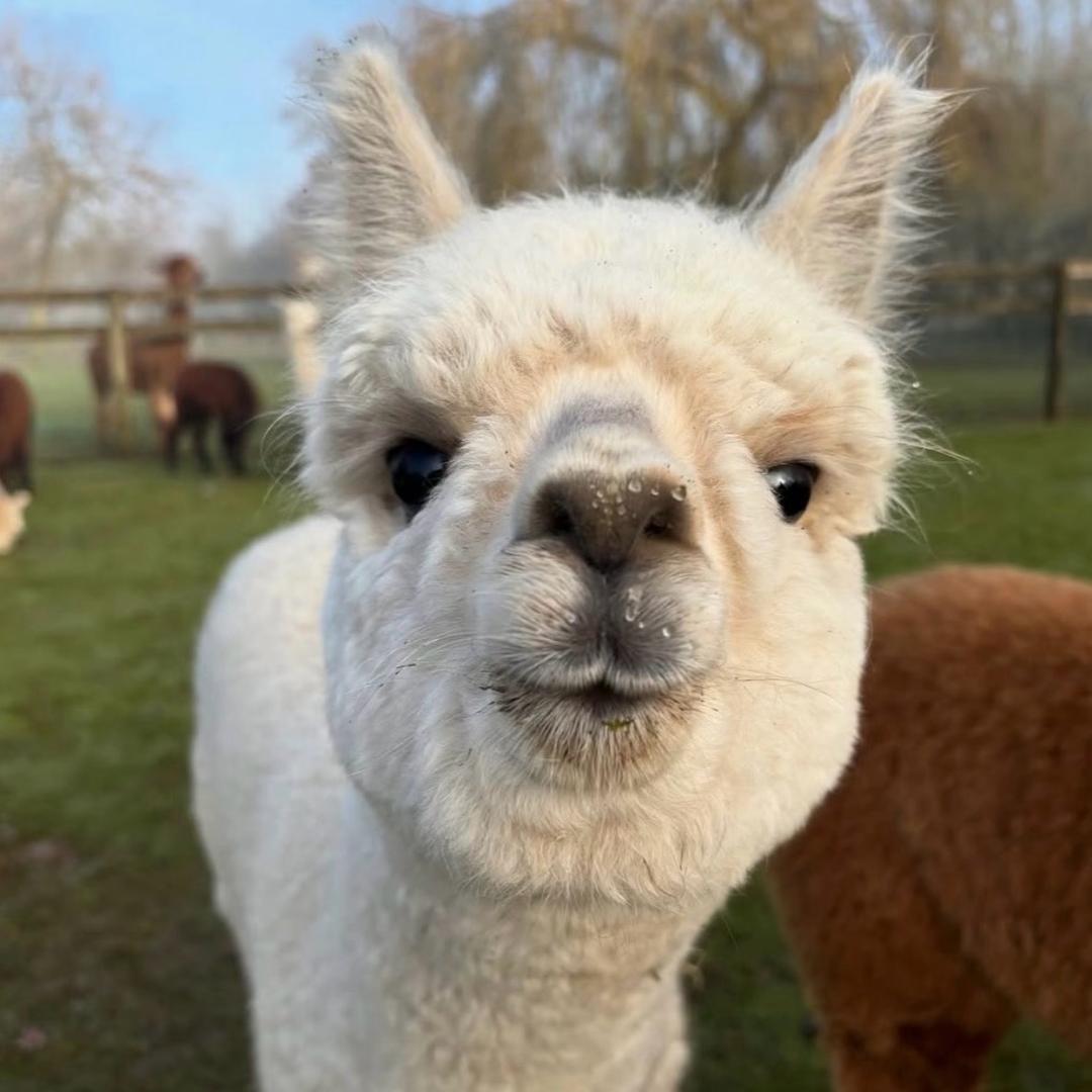 西伯利亚羊驼🦙