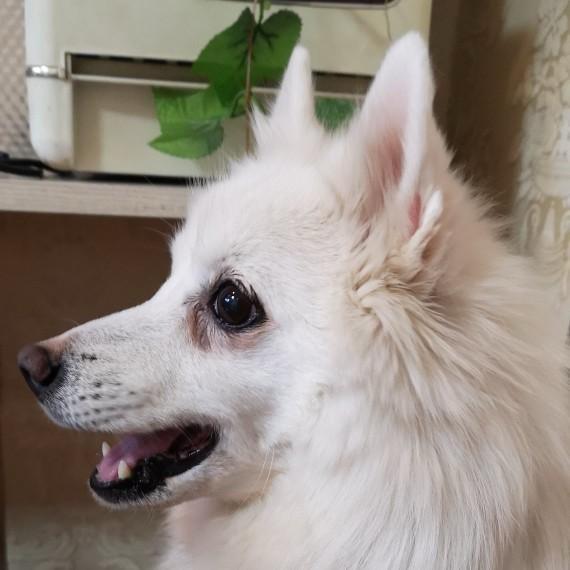 银狐格格（摄影 航拍）