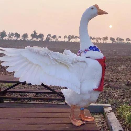 六安可乐家养殖农场