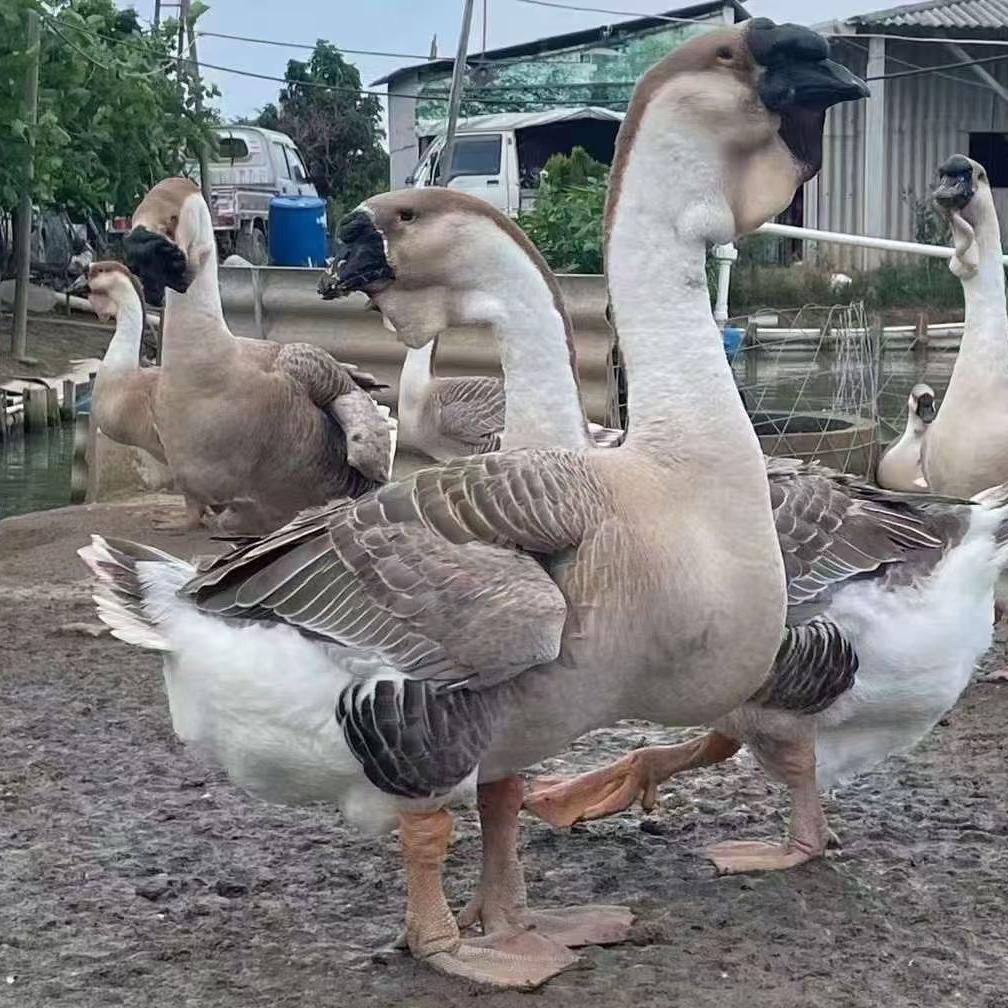 鹅苗精选小铺