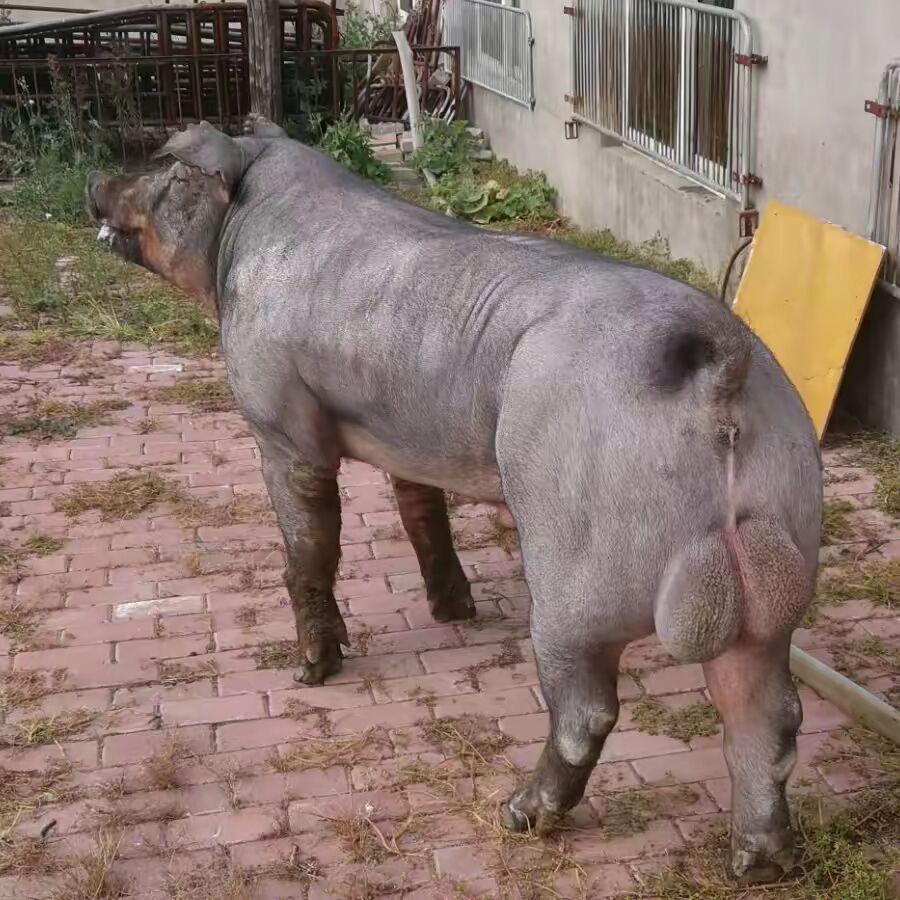 兴泰达种猪育种场