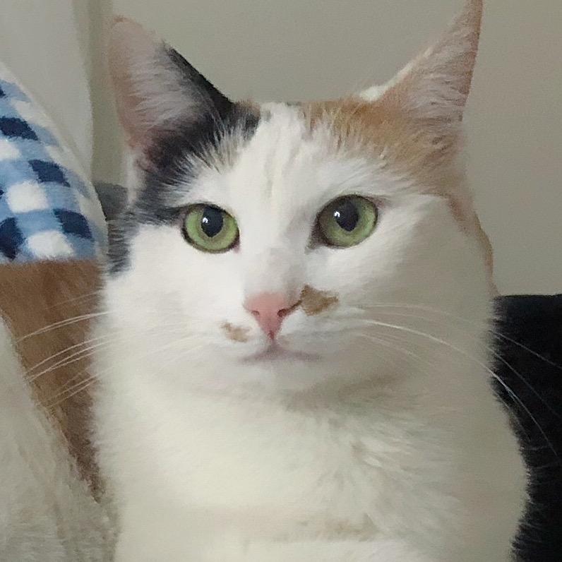 精神病患者接收中心