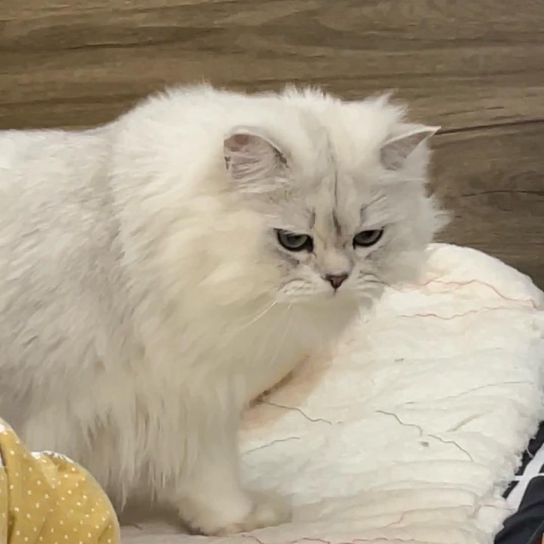 球球才不掉毛
