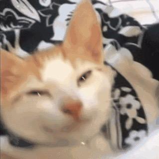 要不叫西红柿好了