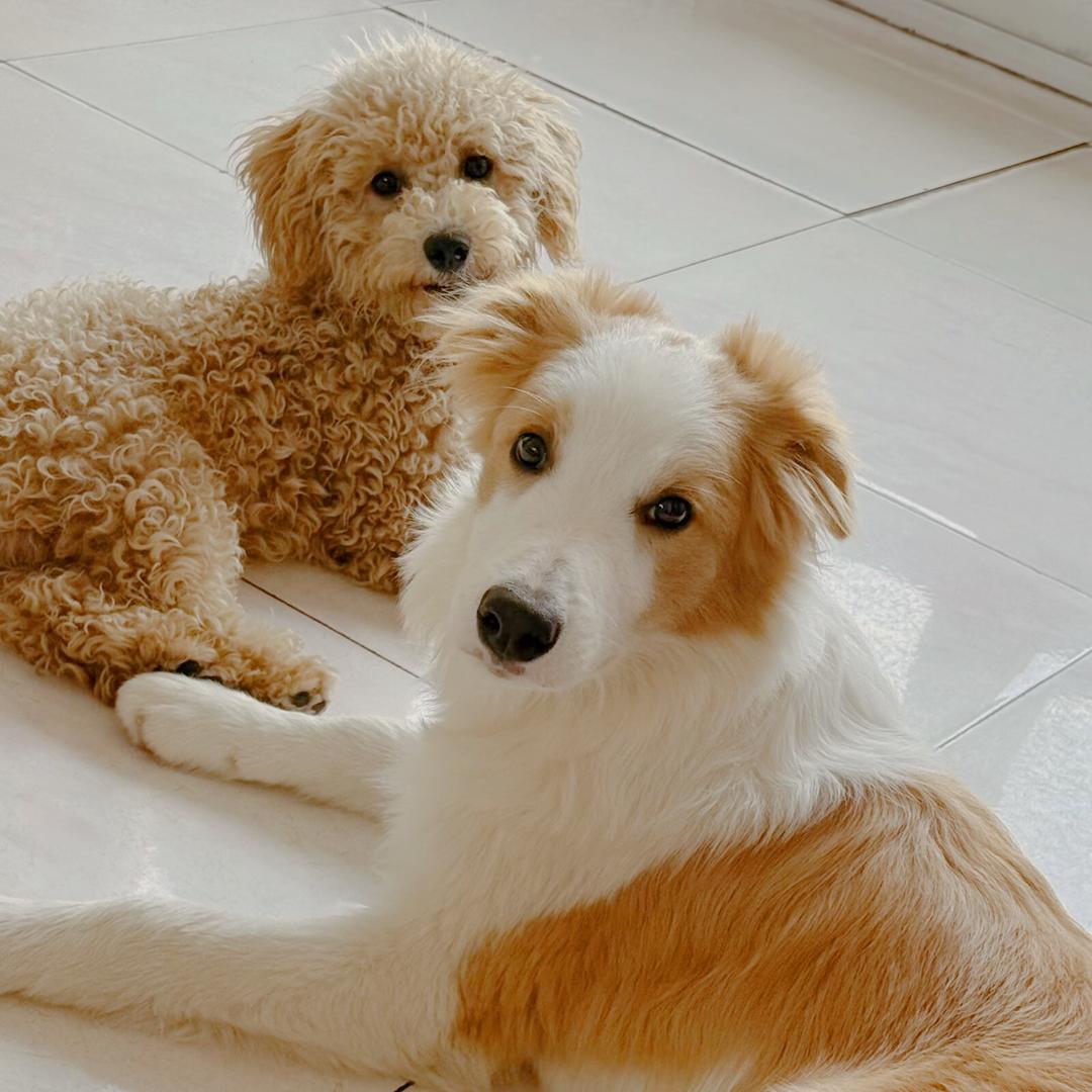 边牧（芒果）泰迪（果冻）