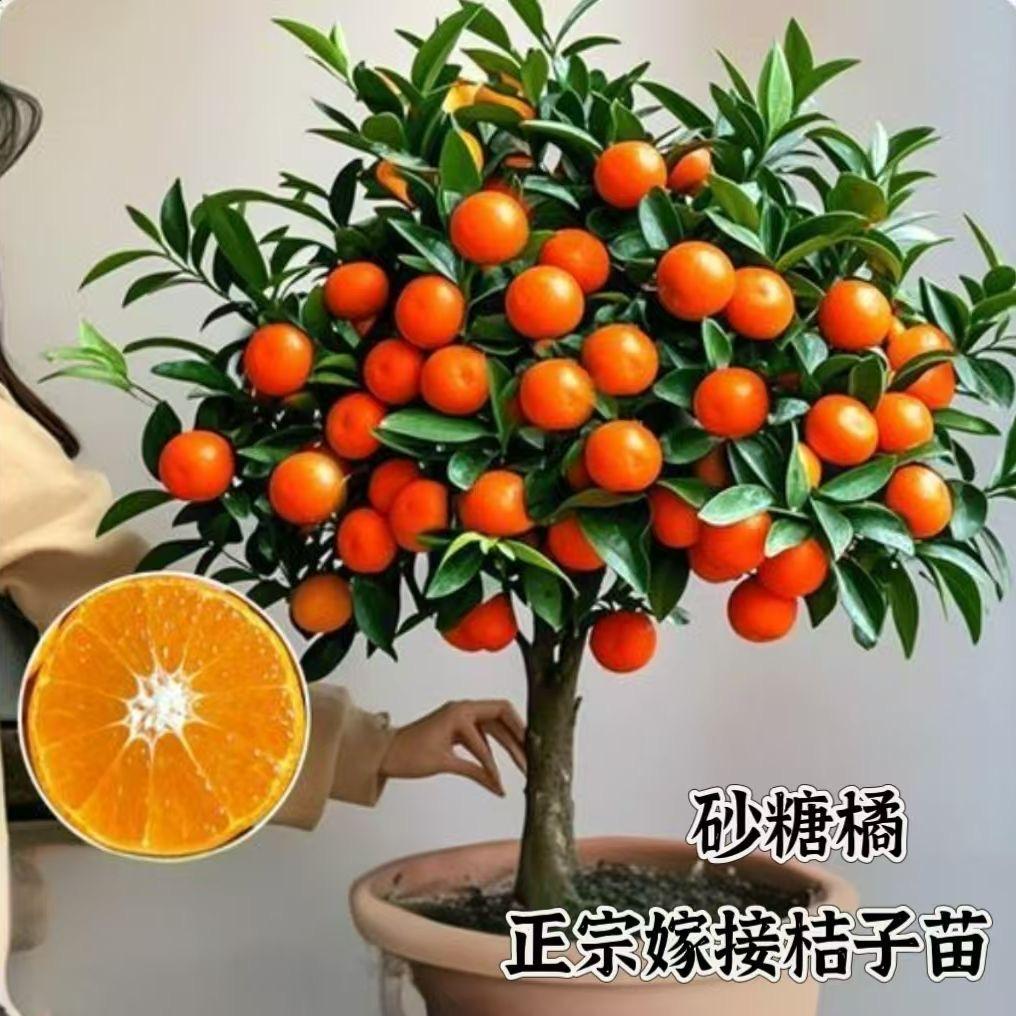 君闵悦来希果树苗木专卖店