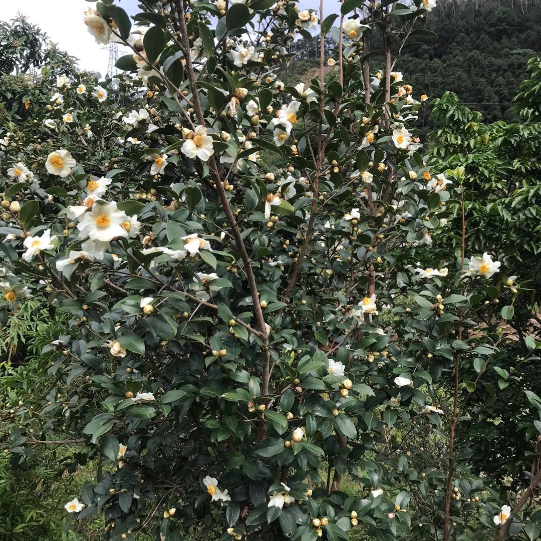 小黄妹
