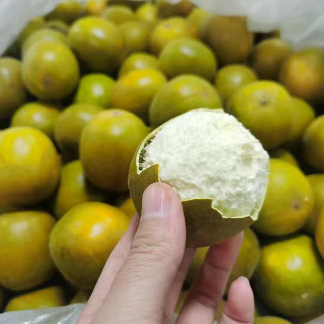 广西永福大坂山罗汉果基地