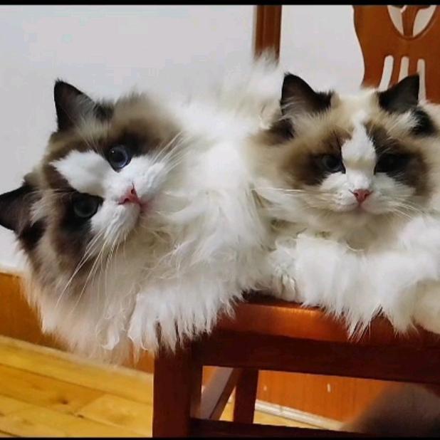 我有一百只布偶猫
