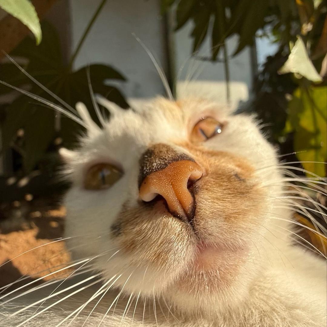汪汪汪汪
