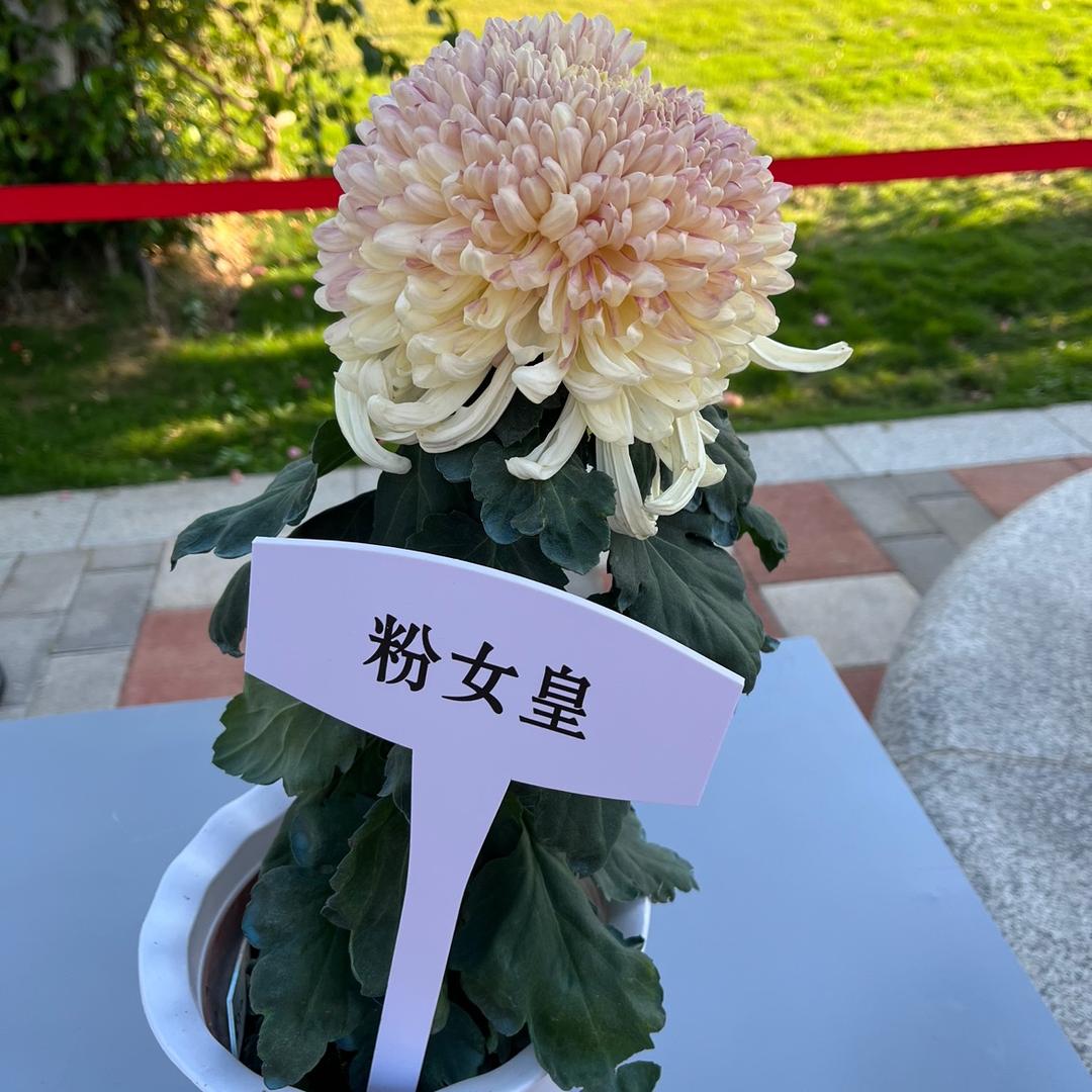 快乐醉天使😄😄