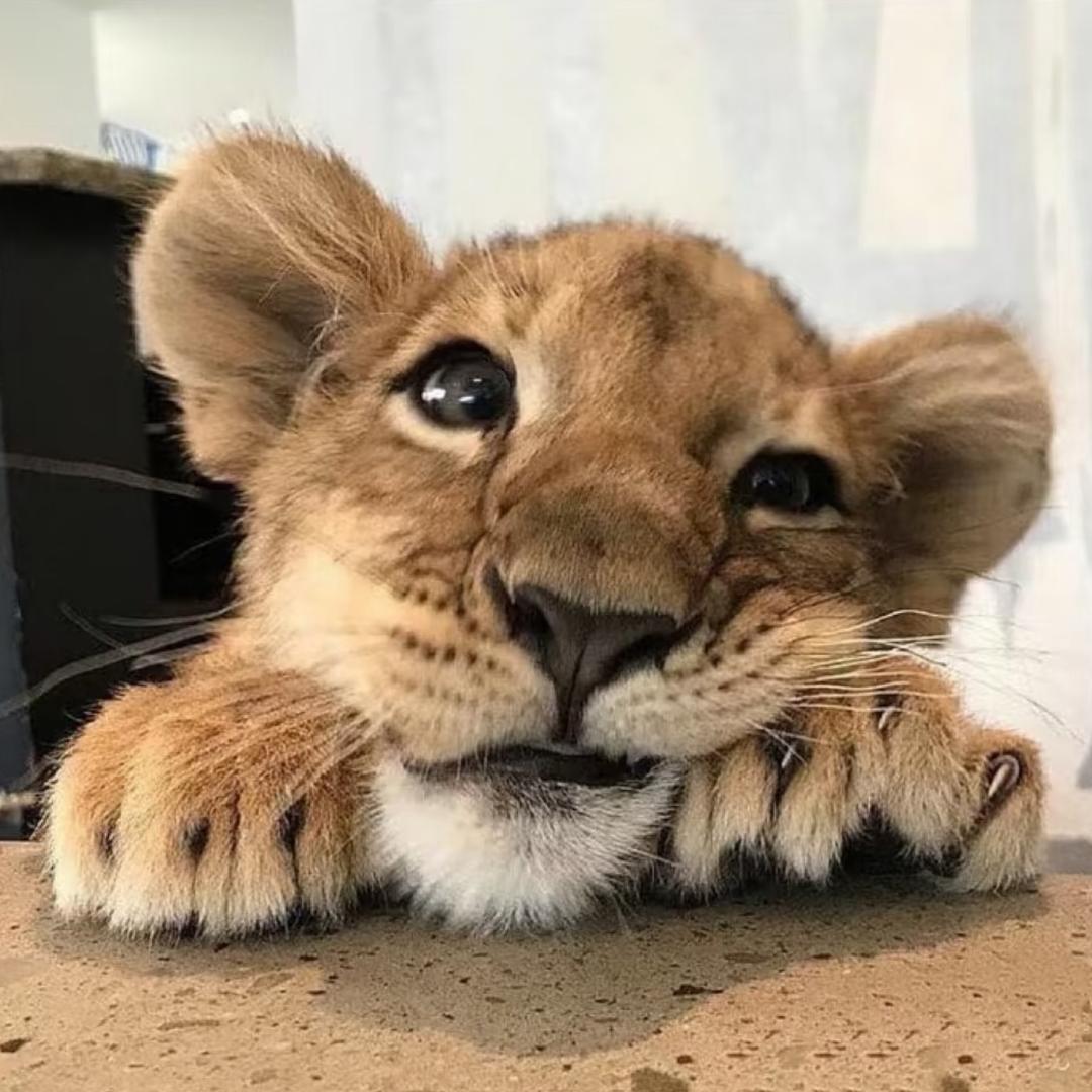 ⌯>ᴗo⌯ .ᐟ.ᐟ