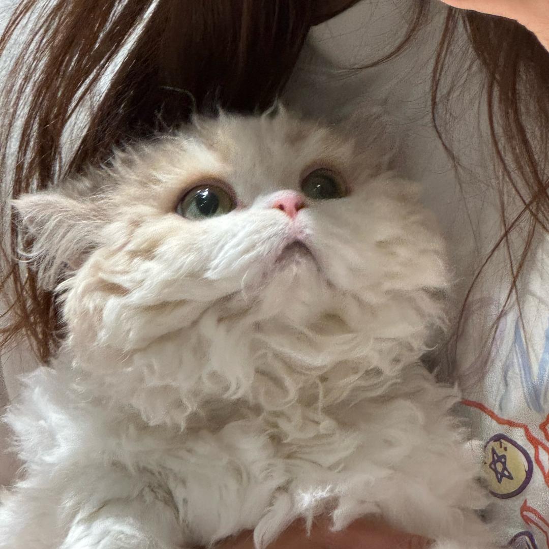 妹妹是只摇粒绒