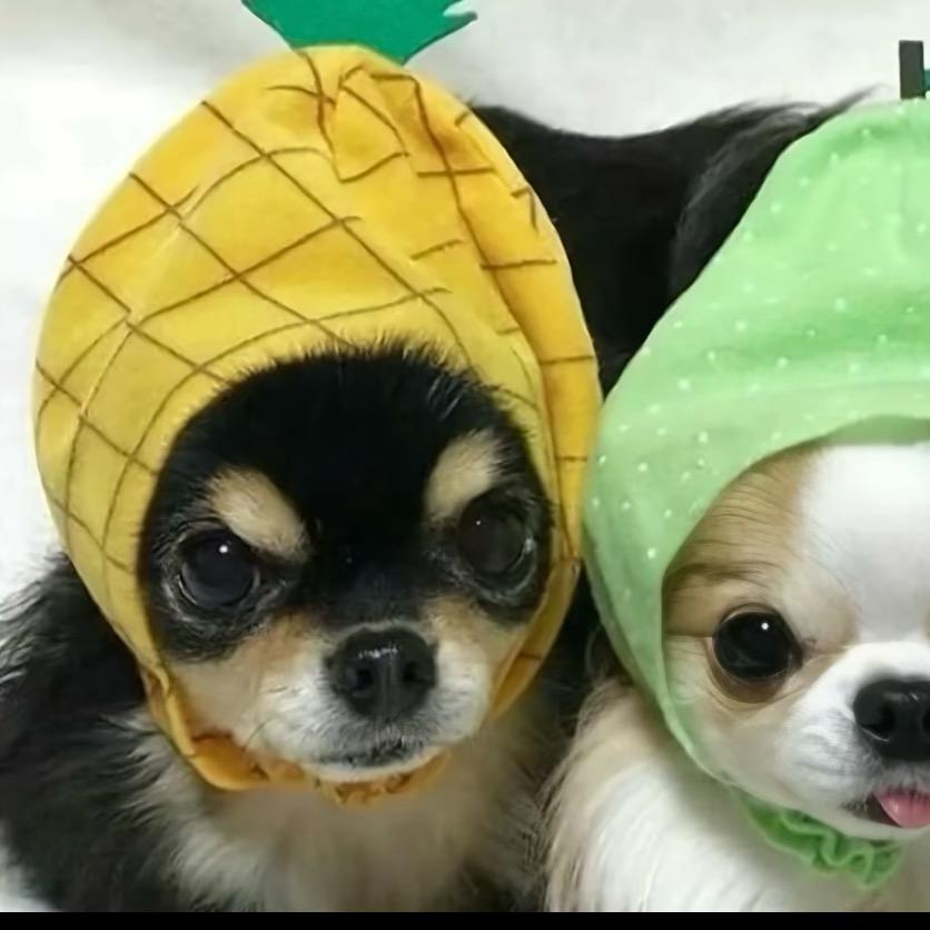 我有厌蠢症