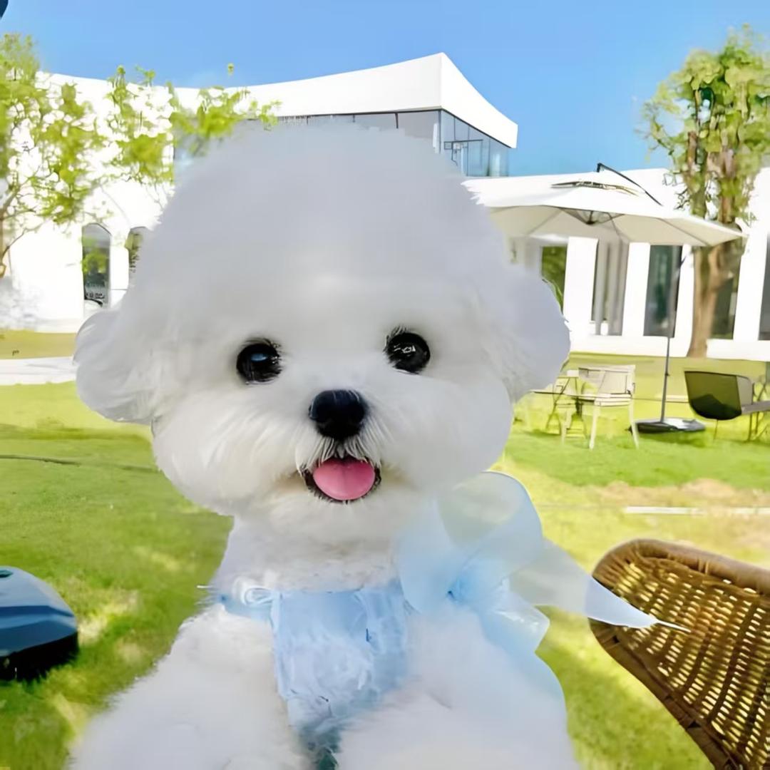 闹闹家韩系小体比熊1