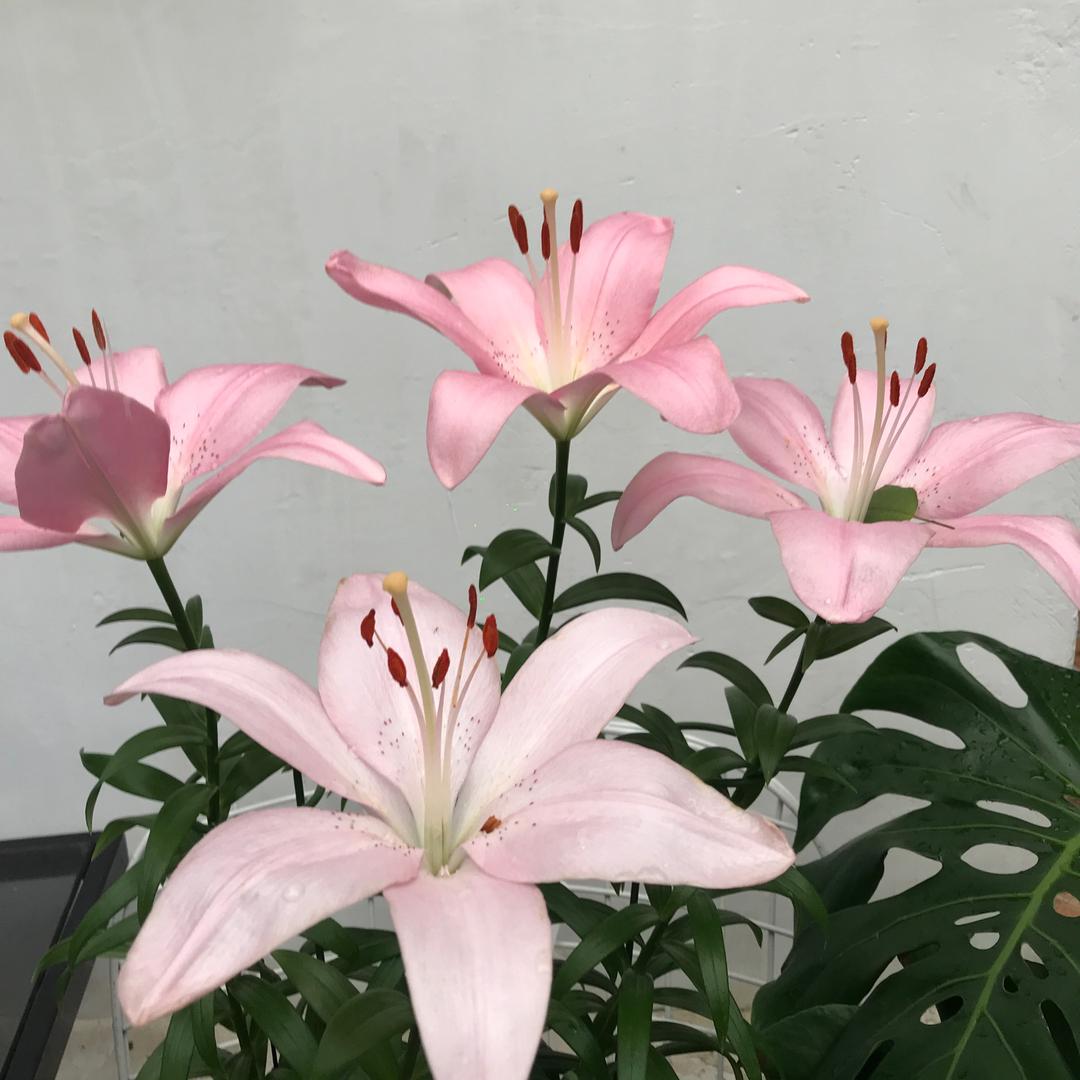 🌺百合🌺