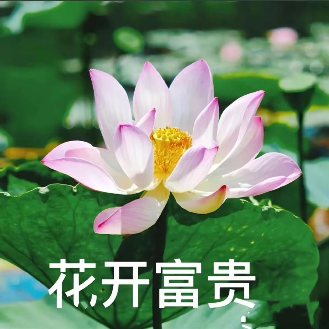 富贵花开