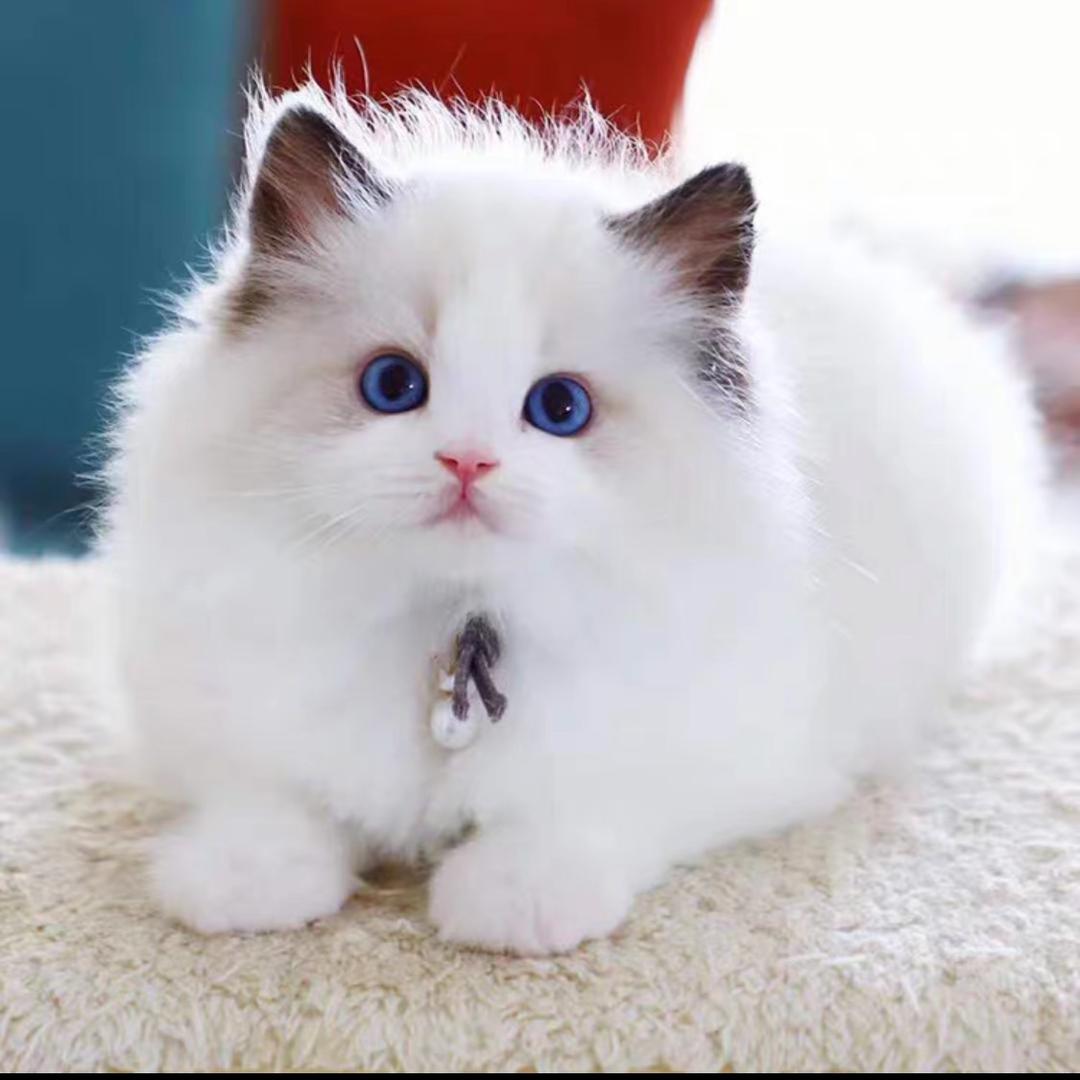 九斤猫