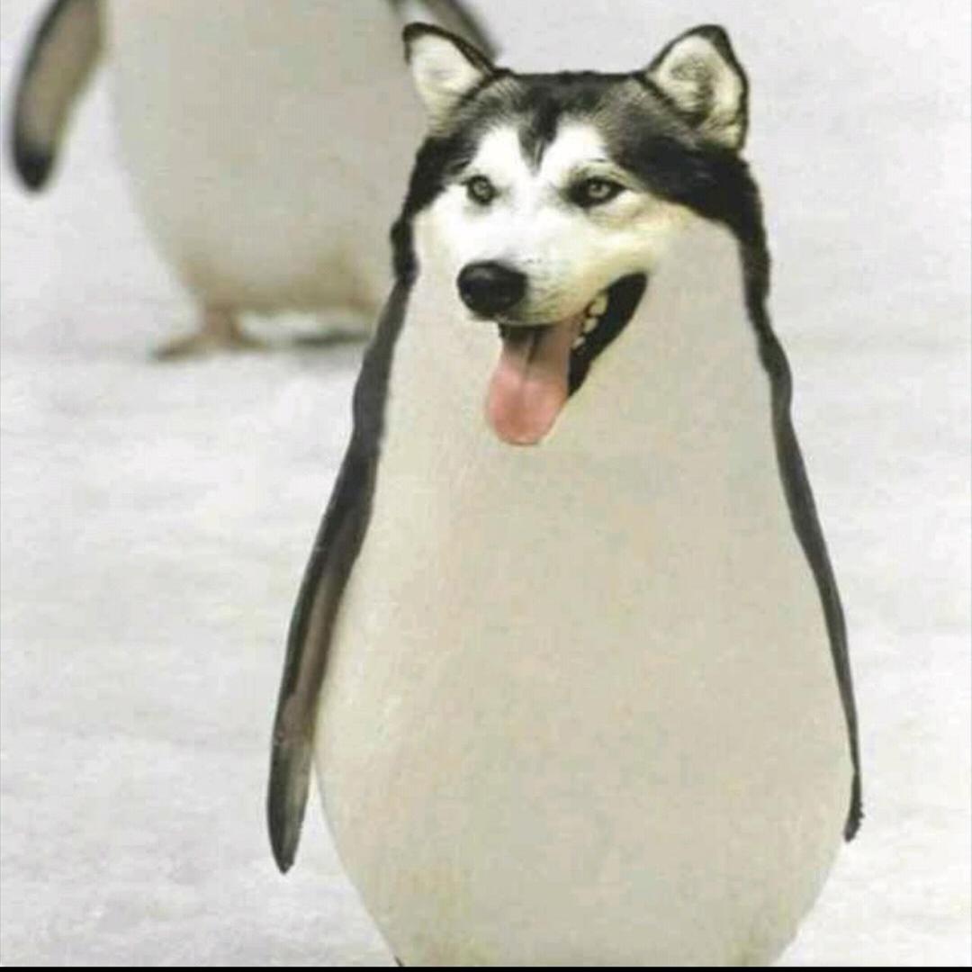 艾
