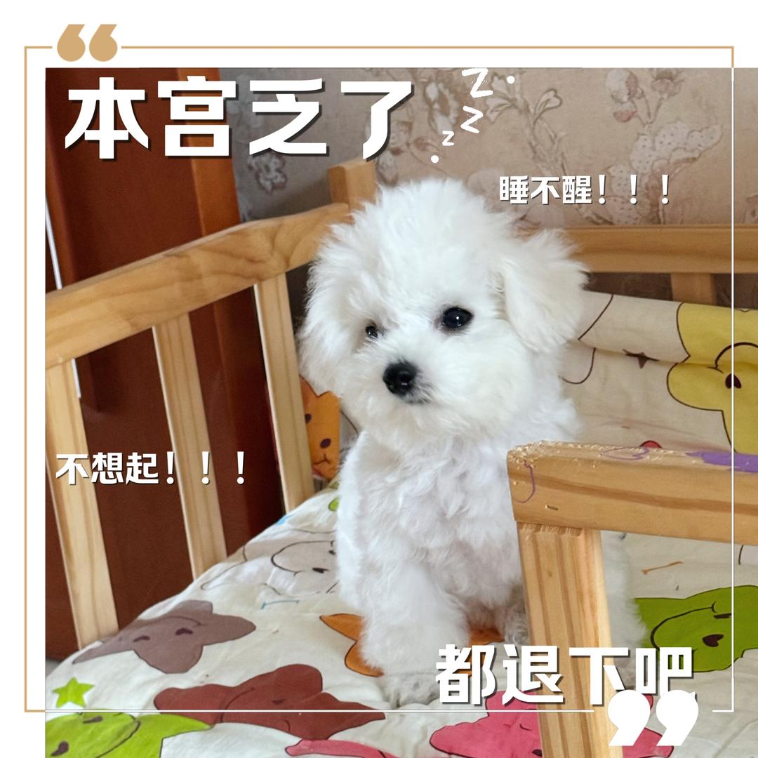 呢优🐮