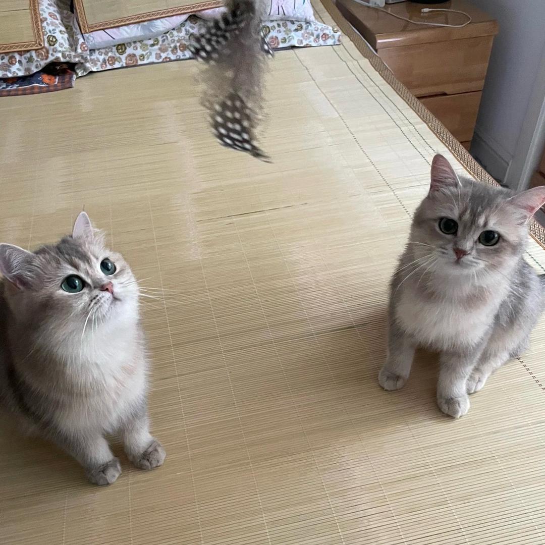 小花和八佰