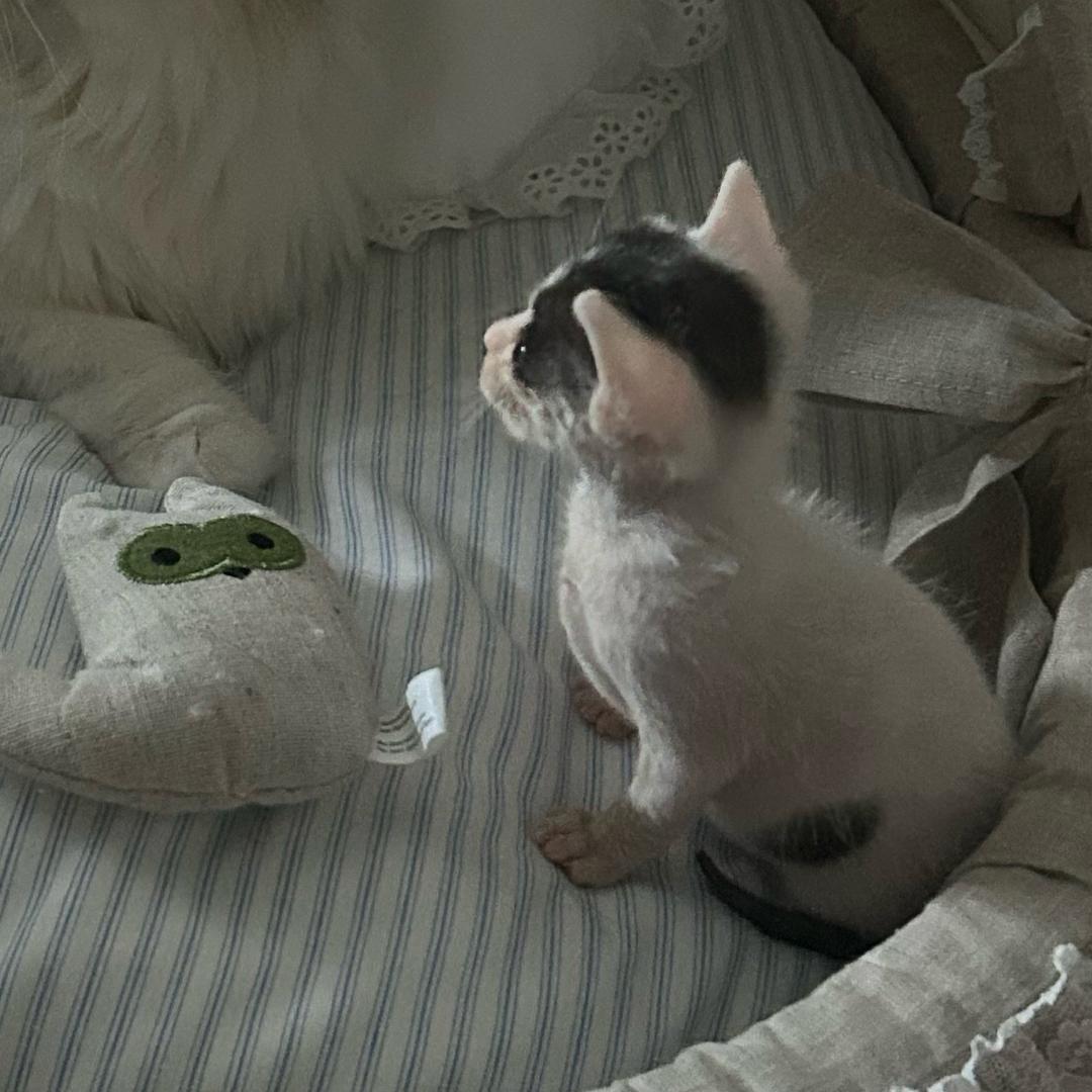 杏圆