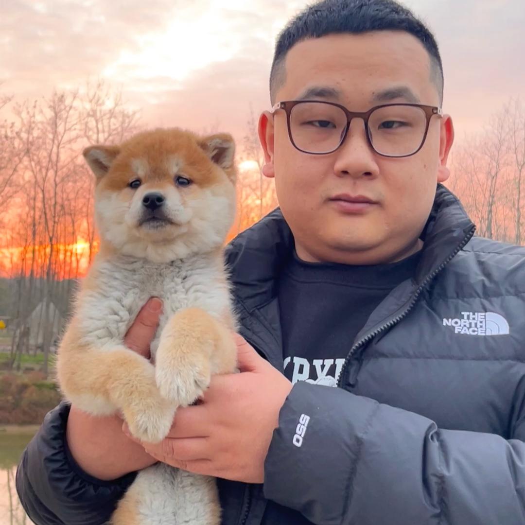 湖南一心柴犬屋