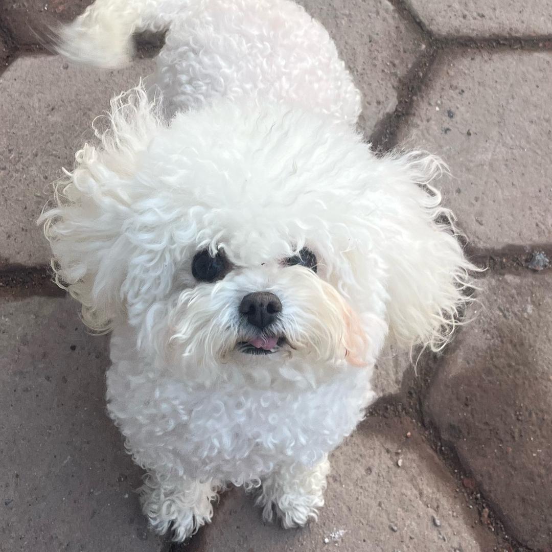 🌲林林的比熊犬