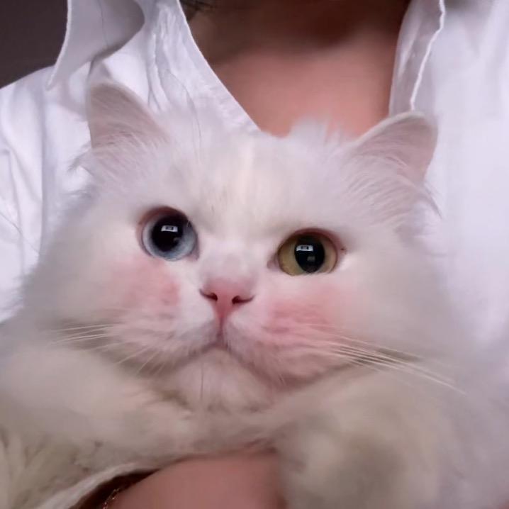 雾盼枫.