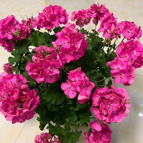 燕子飞起来🍎🍎