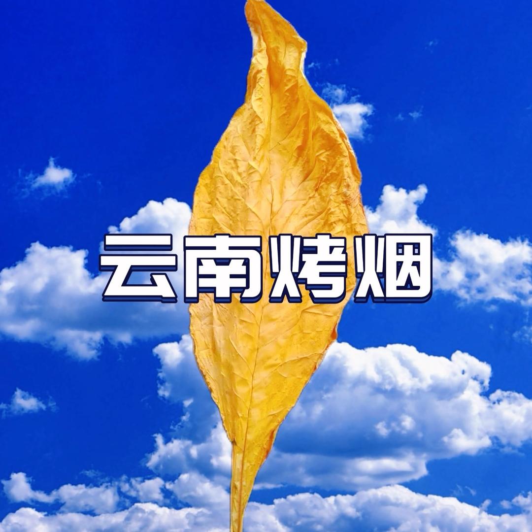 薛雷(烤烟种植120）