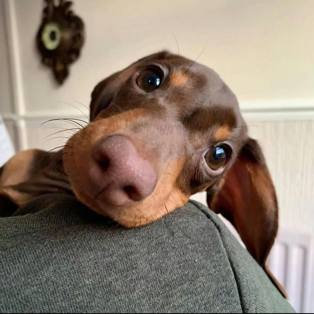 🔔DokiDoki(暴力冲粉版)