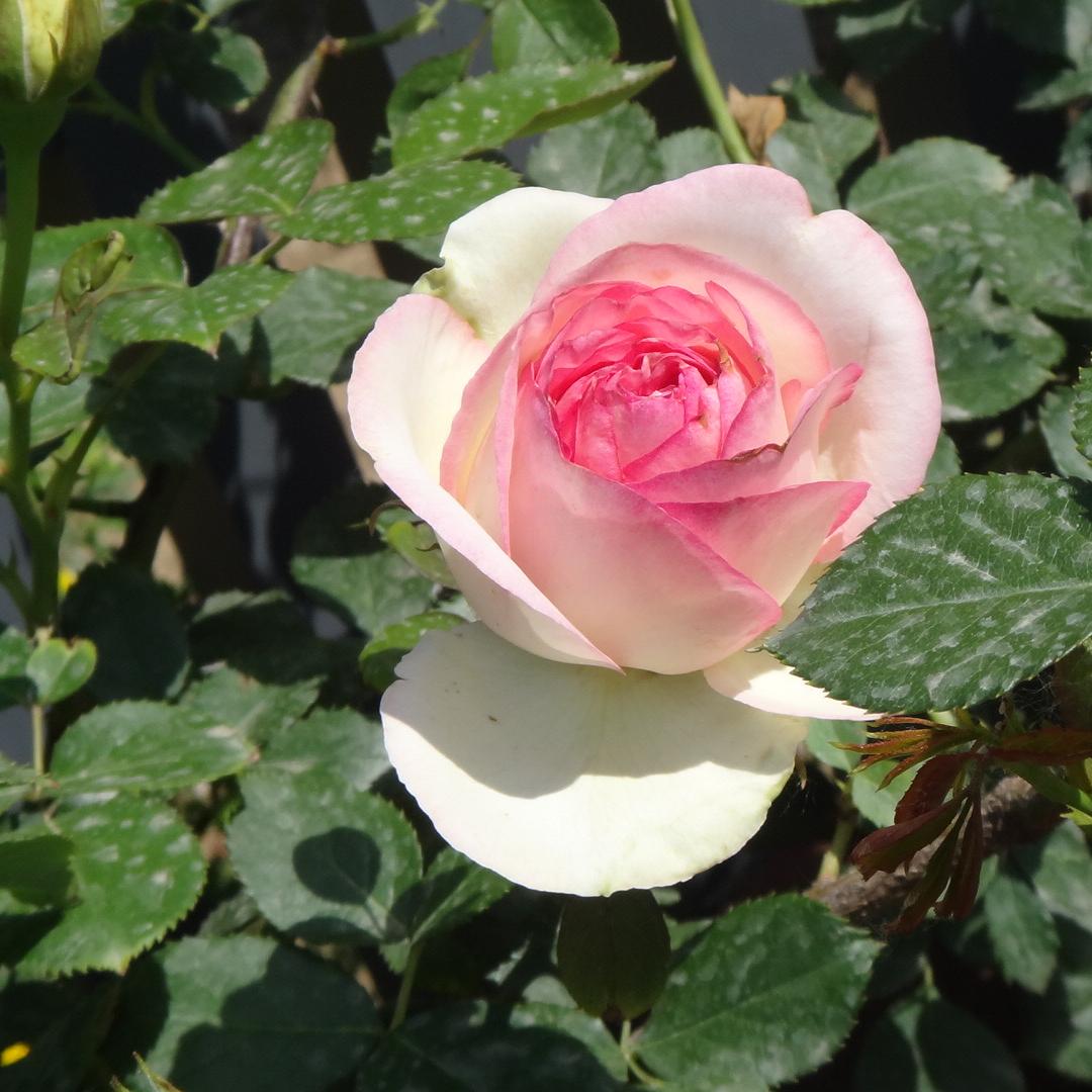 张小东的晏言旅行创意屋