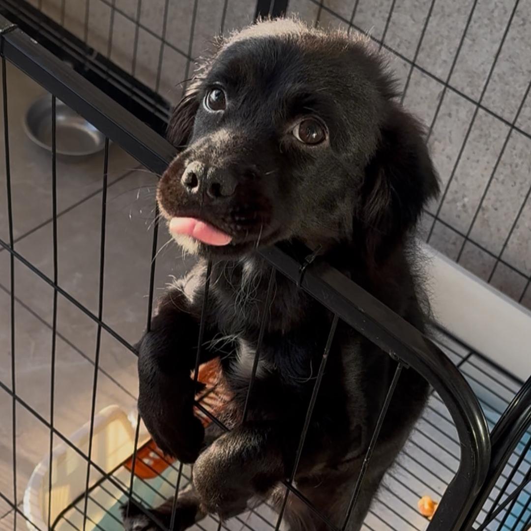 花花小狗🐶