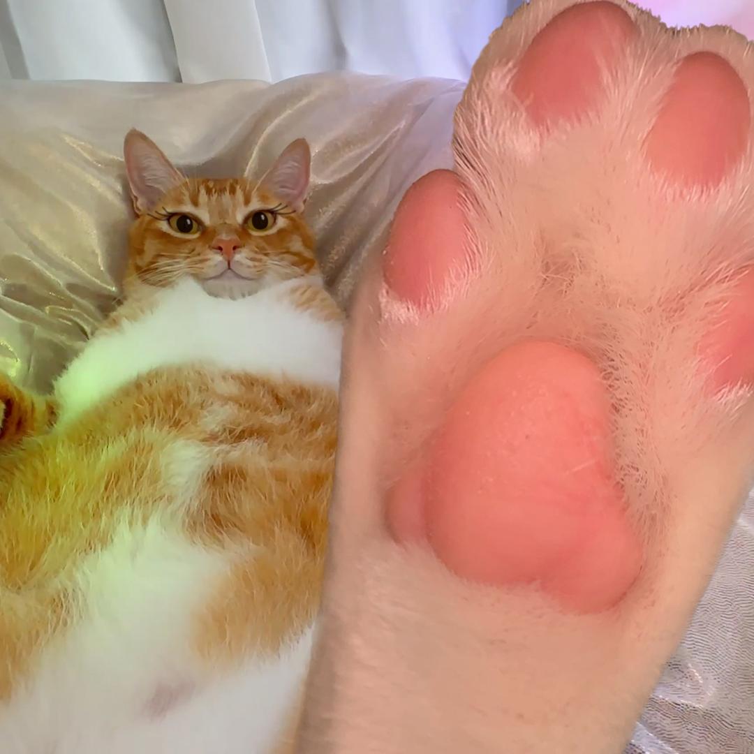 橘橘是钢铁直男