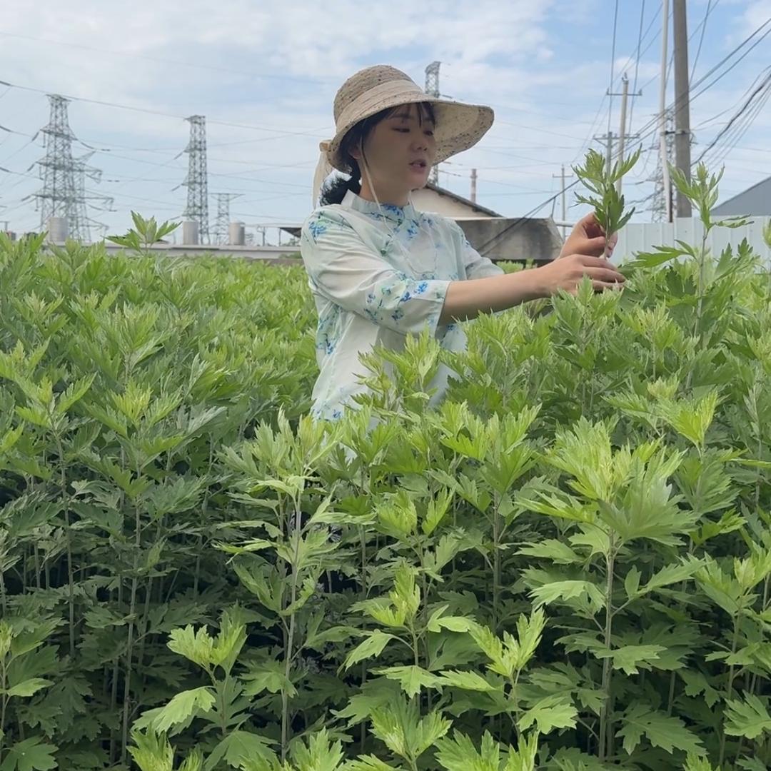 湖北蕲艾姐妹2号