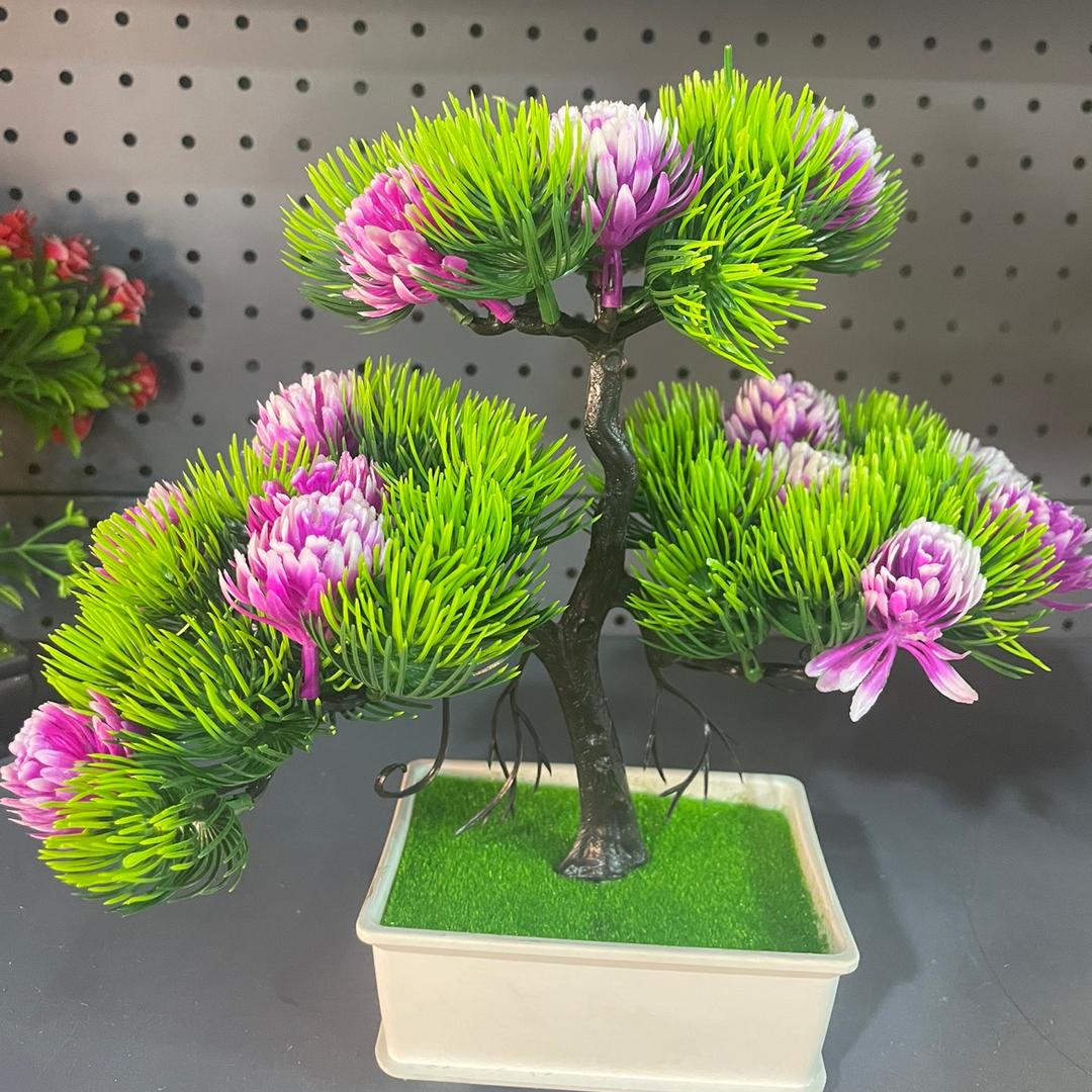 静芳盆景园        每晚8至9点播
