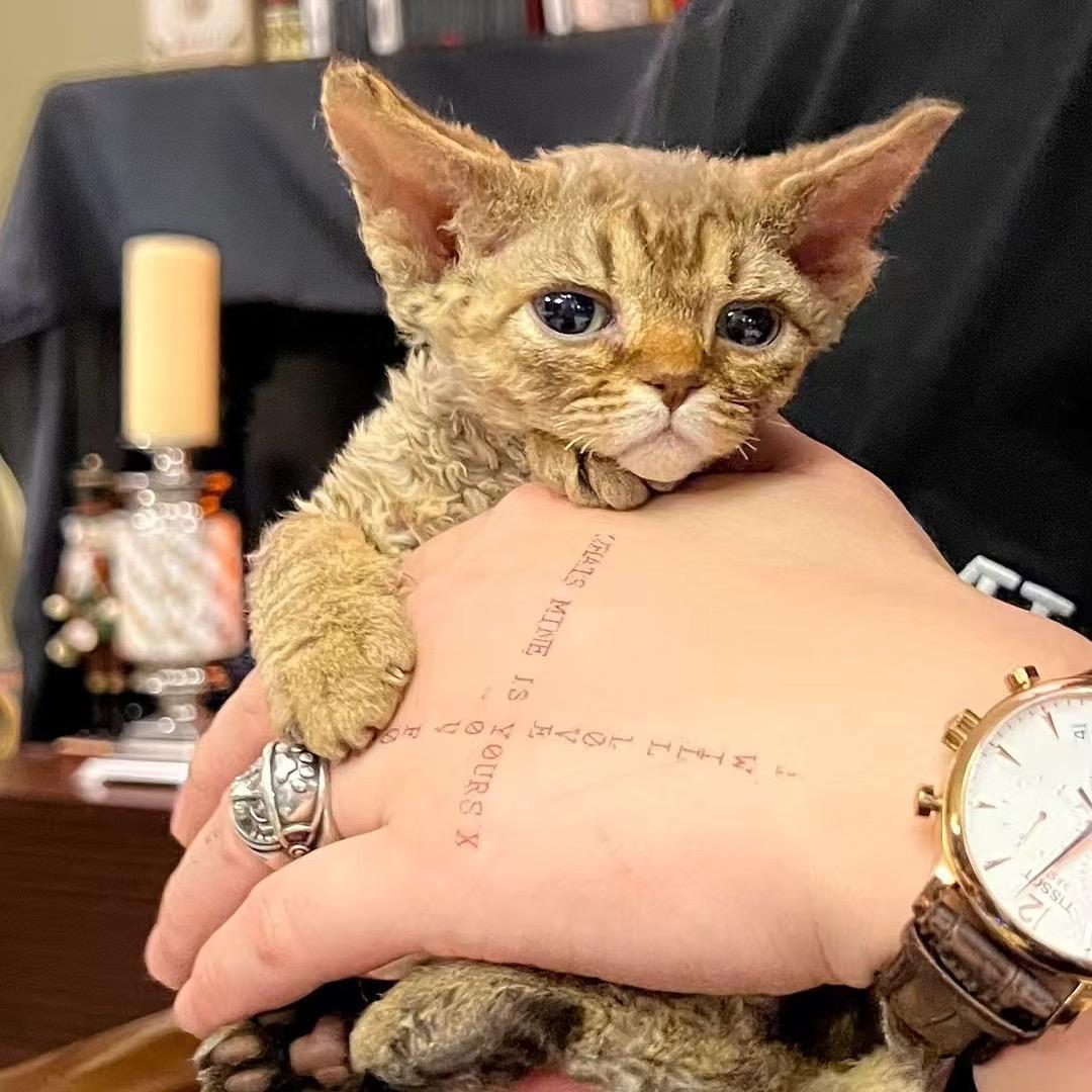 任性的喵小妹～