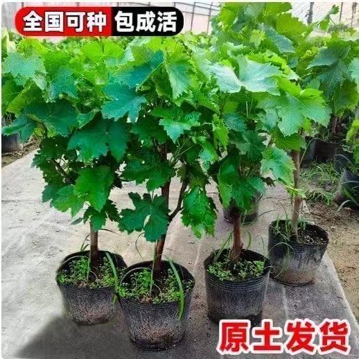 元花梦祥伦果树苗木专卖店