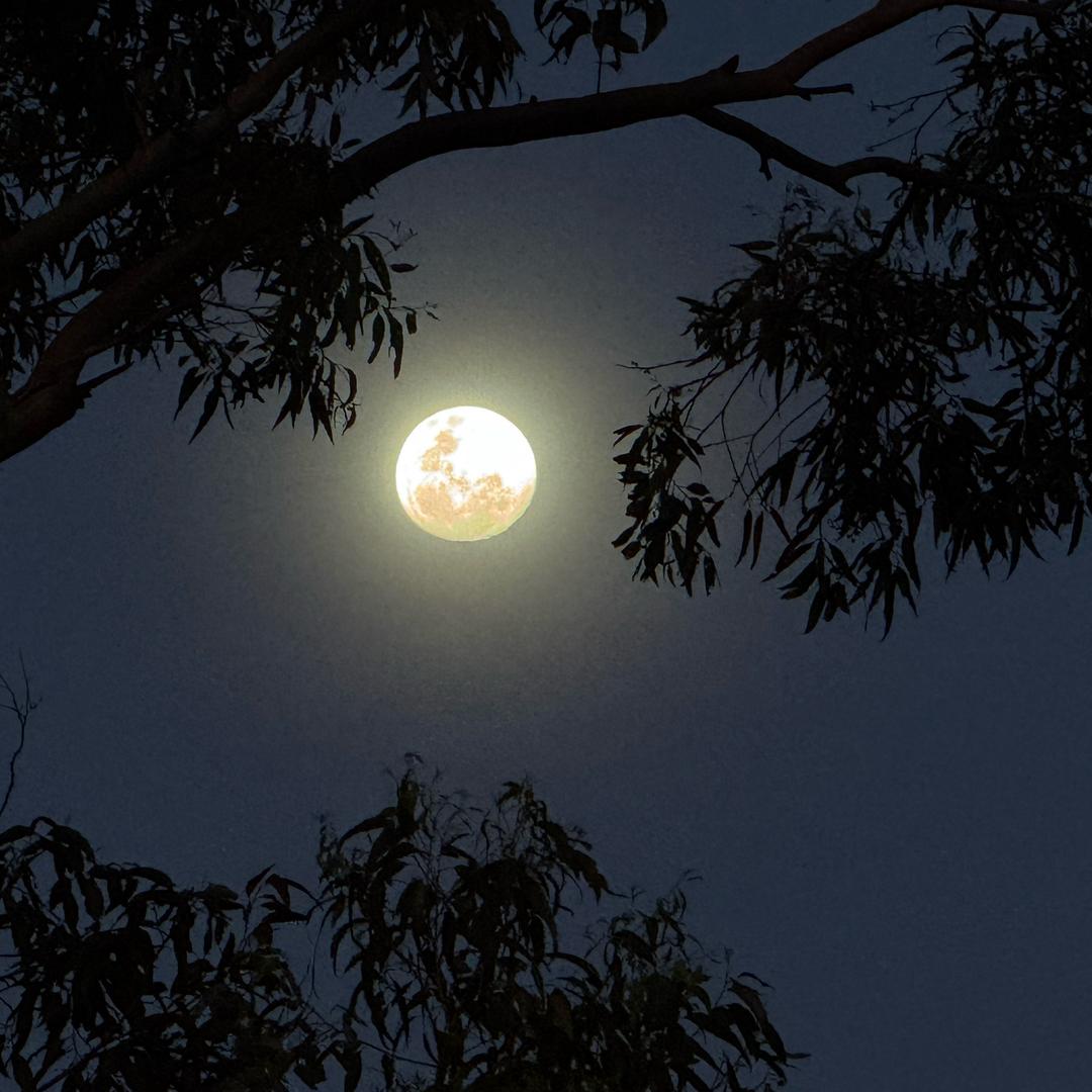 晴川🪵🪵⛰️🔔
